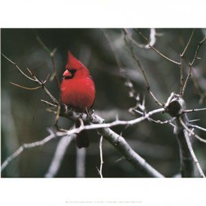 Art Wolfe Bird Prints, Cardinal and Blue Jay Set of 2 14x11 in